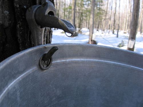 800px-Goutte_Eau_Erable.jpg